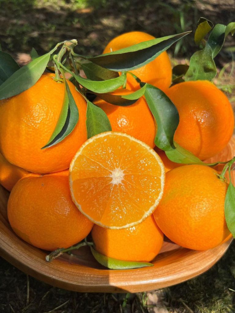 Japanese Ehime Jelly Orange – Luxury Winter Citrus for Export