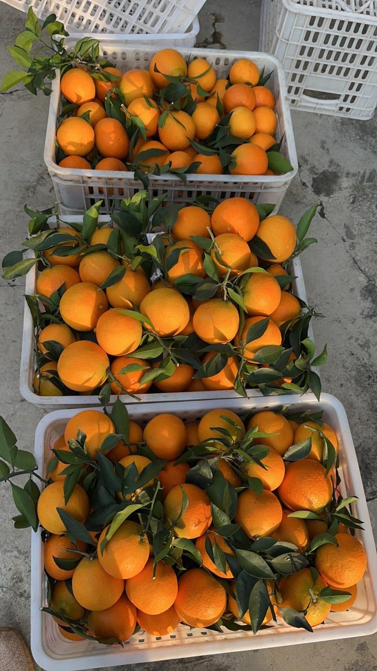 Ehime Jelly Orange Export – Premium Late Mandarin from Sichuan Orchards