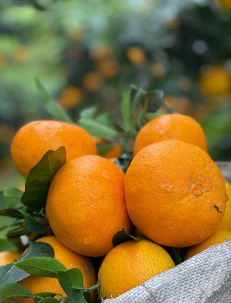 Wholesale Ehime Jelly Orange from China: Sweet Late-Season Citrus for Winter Import