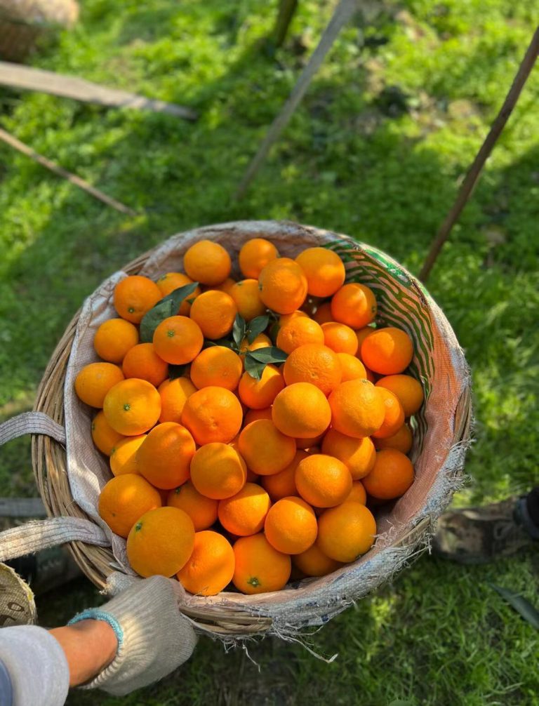 Wholesale Ehime Jelly Orange from China – Sweet Late-Season Mandarin for Winter Import