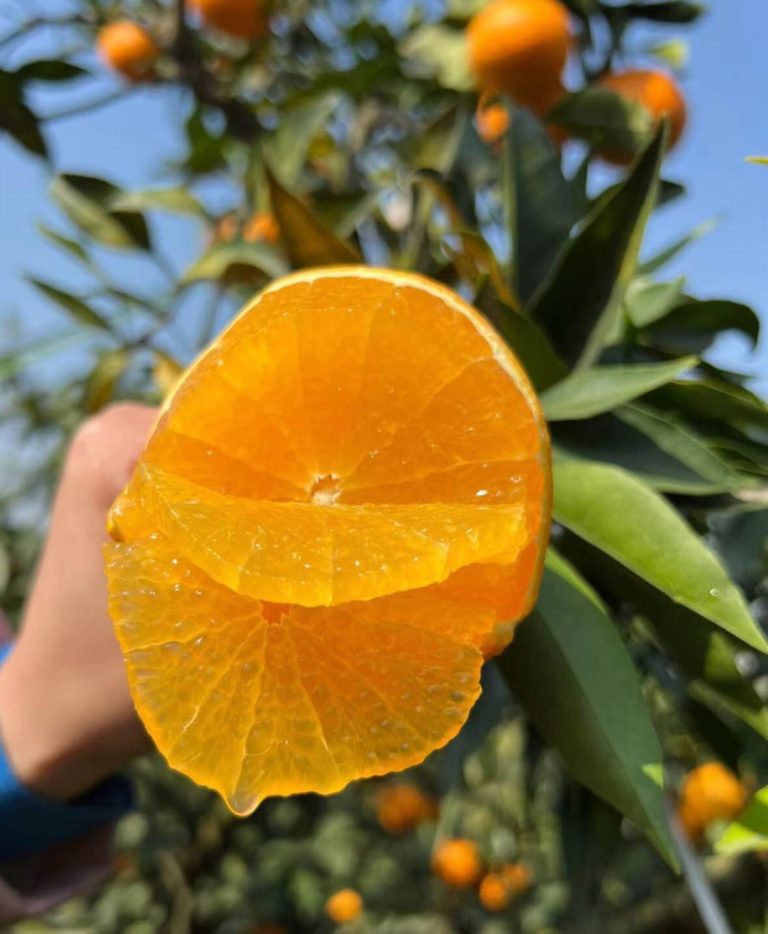 Wholesale Ehime No.38 – Sweet Jelly Orange for Asian and EU Markets