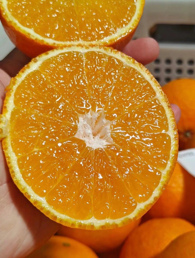 Ehime Jelly Orange: Japan’s Signature Citrus with Jelly-Like Texture
