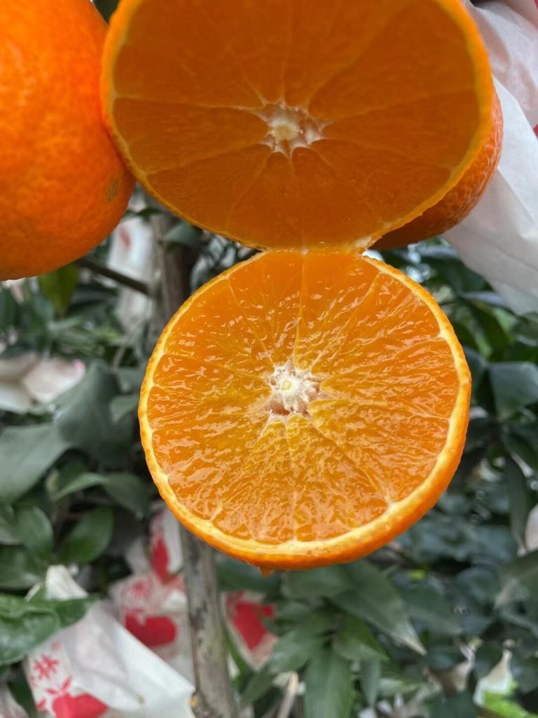 Ehime Jelly Orange Price – Sweet Seasonal Citrus for Global Buyers