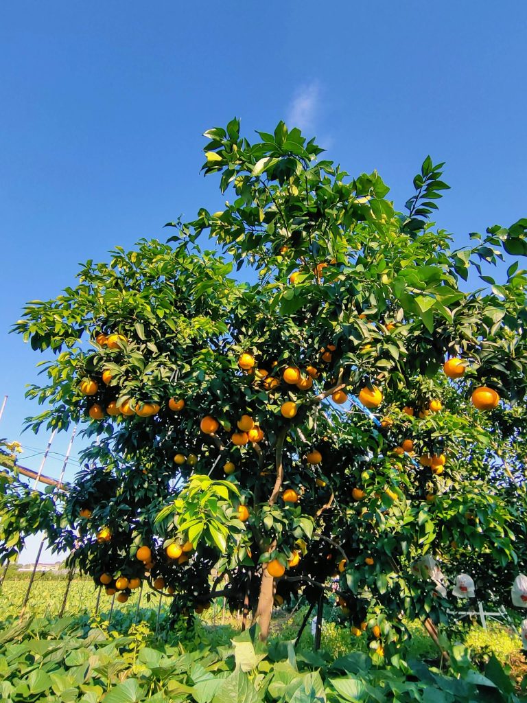 Ehime Jelly Orange: The “Dessert Fruit” of China’s Citrus Market