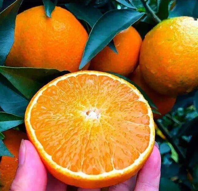 Ehime Orange Supplier – Premium Fresh Mandarin Exporter for Southeast Asia