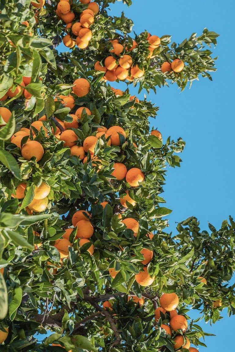 Ehime Jelly Orange – The Sweetest Winter Orange from China’s Orchards