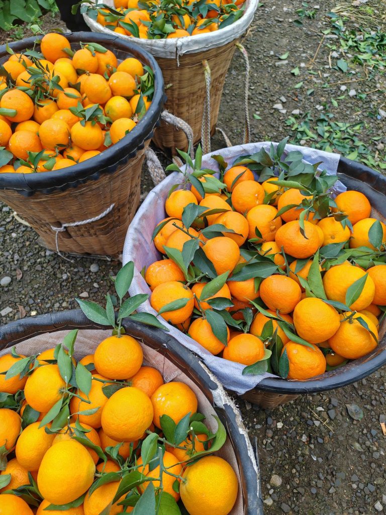 Japanese Ehime Jelly Orange – Premium Citrus for International Trade