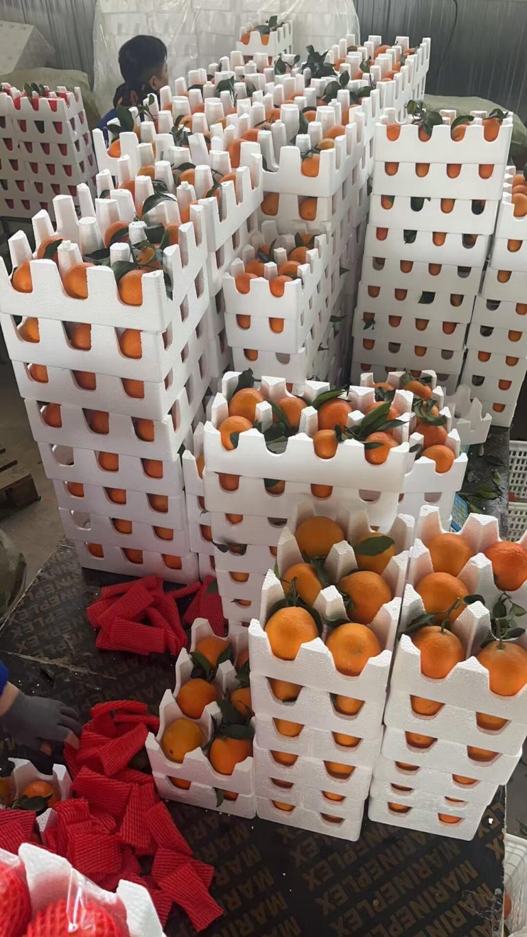 Ehime Jelly Orange Branding: Building a Premium Image in Global Markets