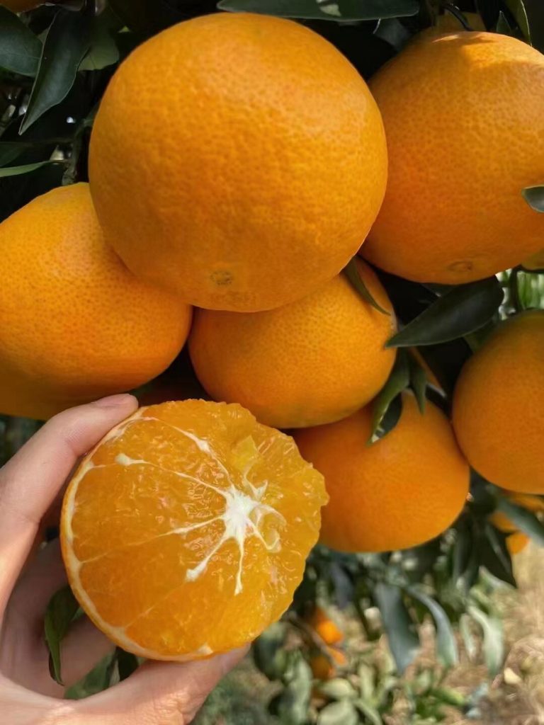 Japanese Ehime Jelly Orange: Unique Jelly-Like Texture for Premium Sales