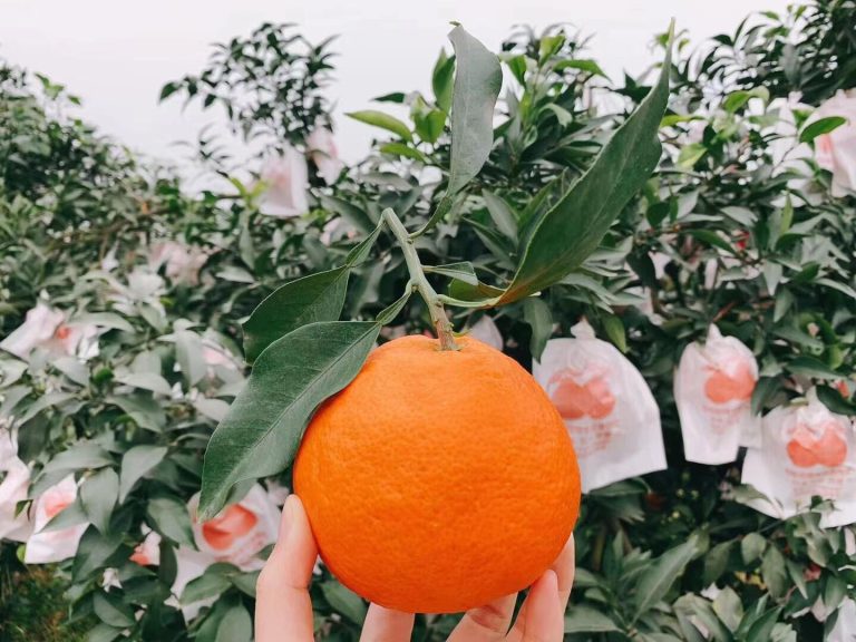 Sustainable Production of Ehime Jelly Orange: Balancing Flavor and Environment