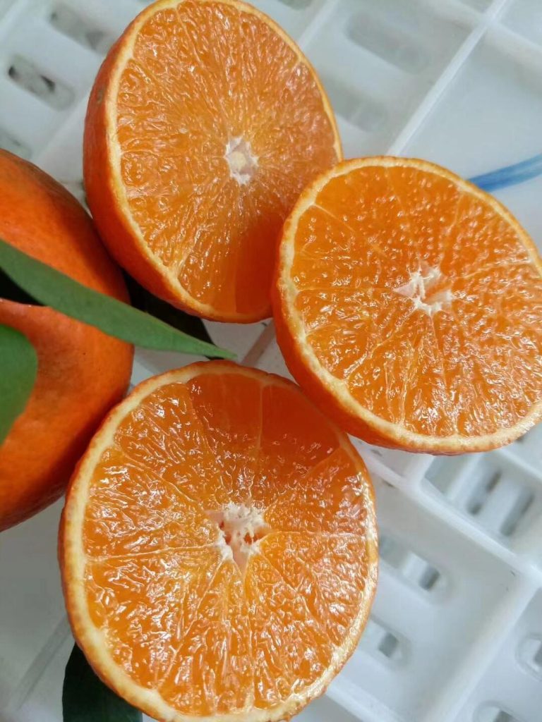 Ehime Orange Export to Vietnam and Asia: High-Quality Late-Maturing Citrus Supply