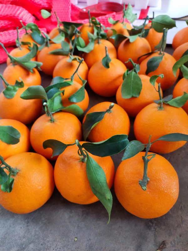 Ehime Jelly Orange（Ehime NO:38） - Image 3