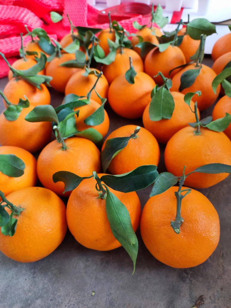 Ehime Jelly Orange: Dessert-Like Citrus for Premium Fruit Importers