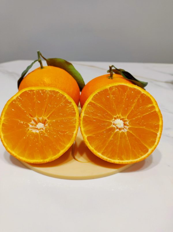 Ehime Jelly Orange（Ehime NO:38） - Image 2