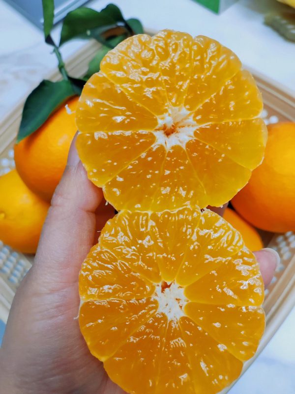 Ehime Jelly Orange（Ehime NO:38） - Image 6
