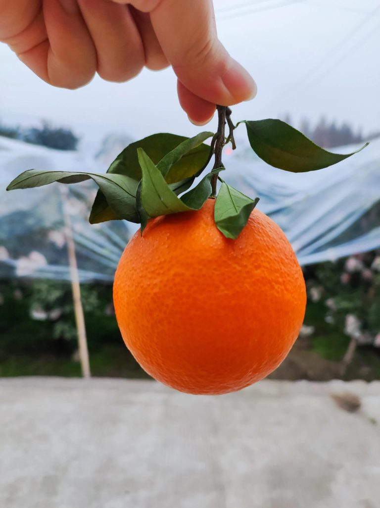 Buy Chinese Ehime Jelly Orange in Bulk: Best Winter Mandarin Export Options