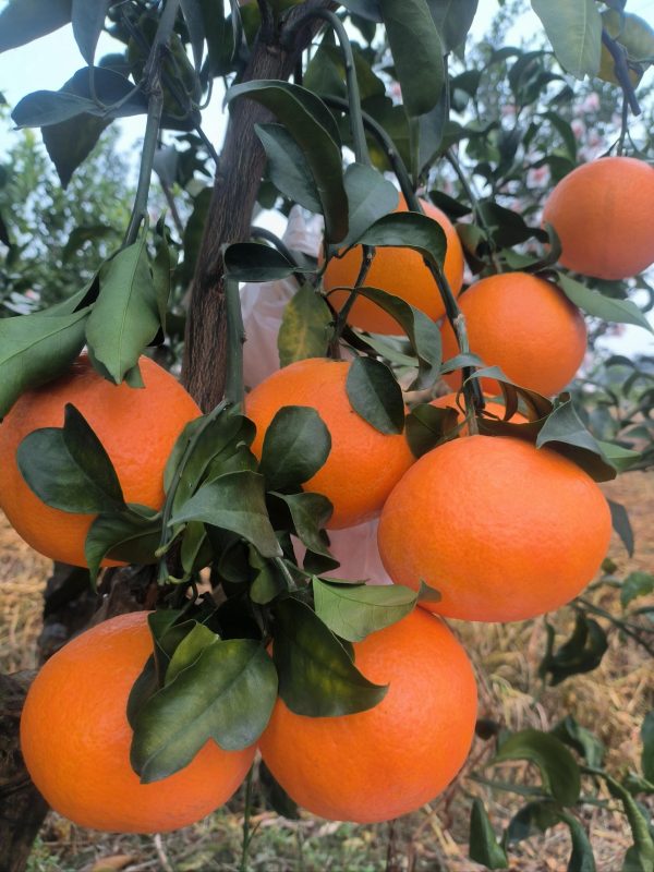 Ehime Jelly Orange（Ehime NO:38） - Image 4
