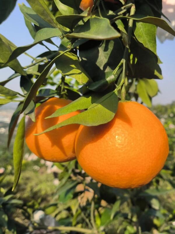 The Sweetness Balance of Ehime Jelly Orange and Its Consumer Appeal