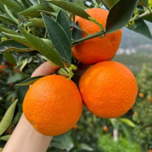 Ehime Jelly Orange（Ehime NO:38）