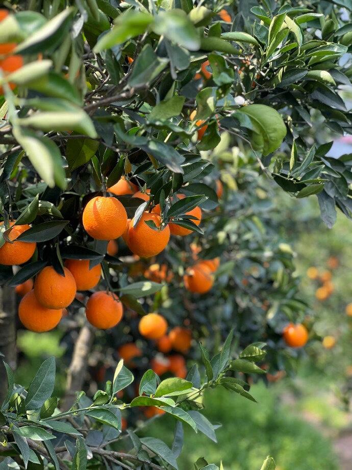 From Orchard to Market: The Supply Chain of Ehime Jelly Orange in China