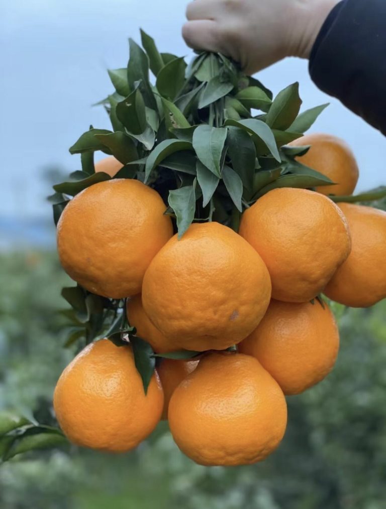 Bulk Supply of Chinese Chun Jian Oranges for International Supermarkets