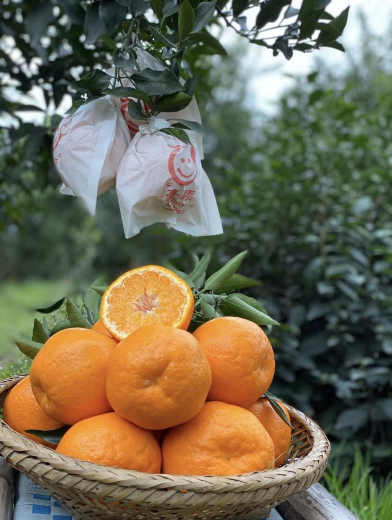 Papagan Orange Price Trends in 2025: What Importers Should Know