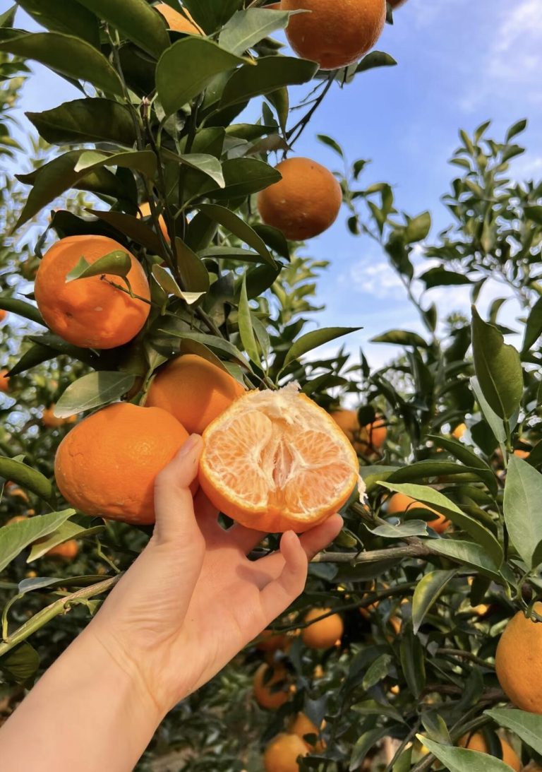 Export-Grade Mandarin Oranges: Why Papagan Citrus Leads Winter Sales