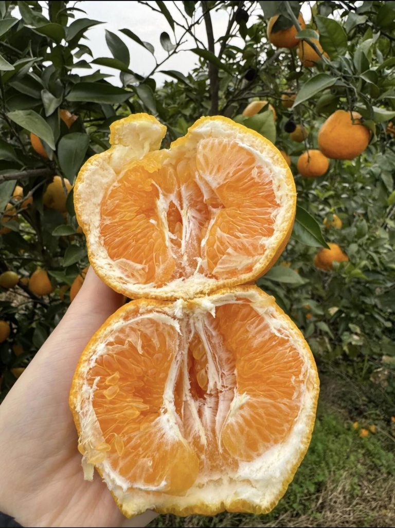 Chun Jian Mandarin Price 2025: Bulk Supply for Global Distributors