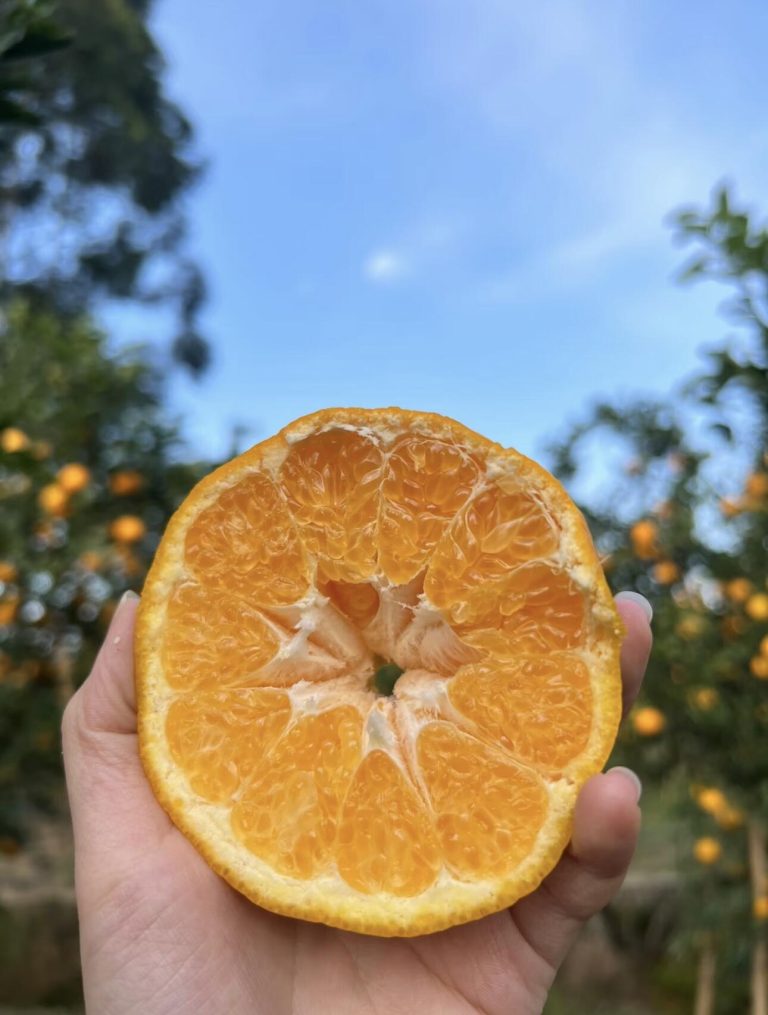 Chunjian Papagan Orange Supplier – Reliable Partner for Global Importers