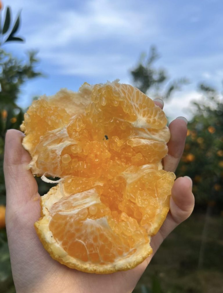 Wholesale Papagan Mandarin Oranges – Premium Winter Citrus from China