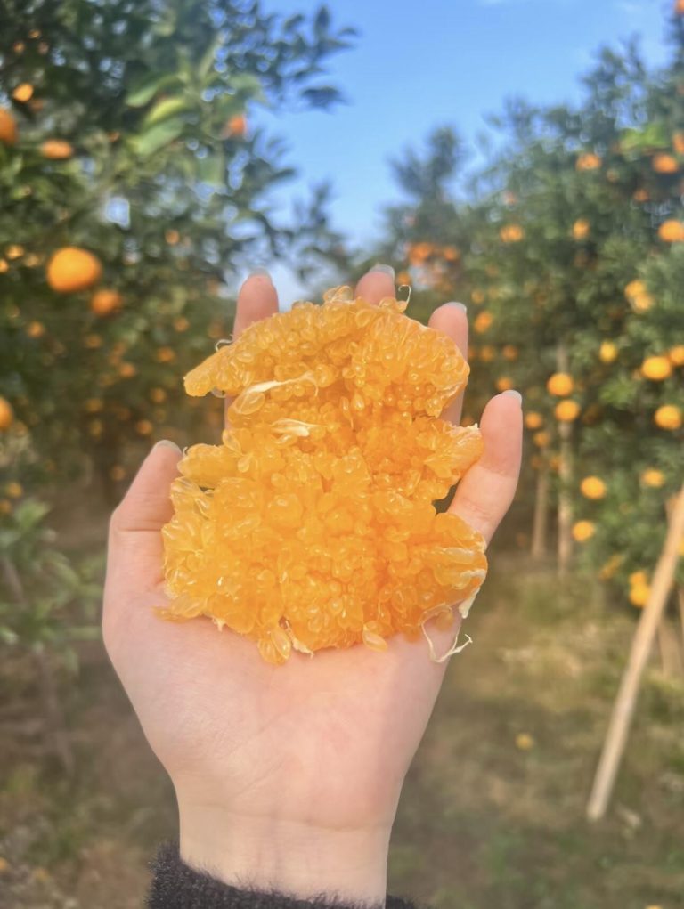 Fresh Papagan Citrus Orange: Ideal Mandarin Choice for Importers