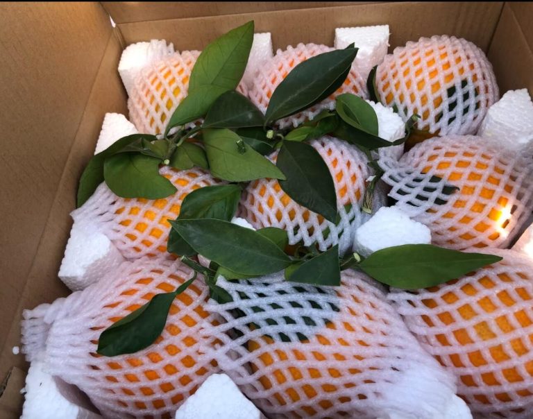 Chinese Chunjian Oranges: Best Choice for Retail Chains and Fruit Markets