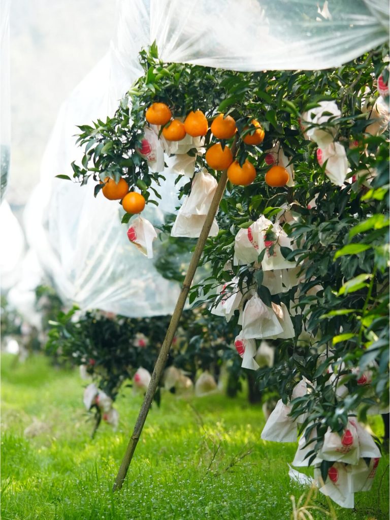 Chinese Chunjian Papagan Orange Price: Reliable Winter Citrus Supplier