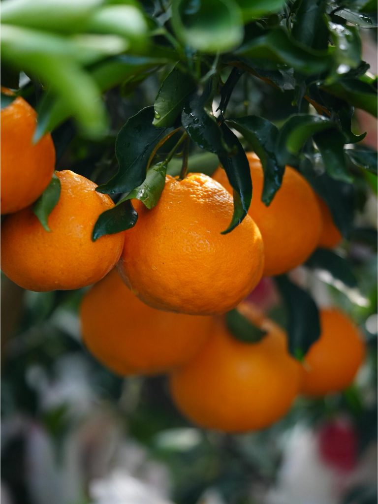 Chun Jian Mandarin Export – Premium Winter Citrus for Global Importers