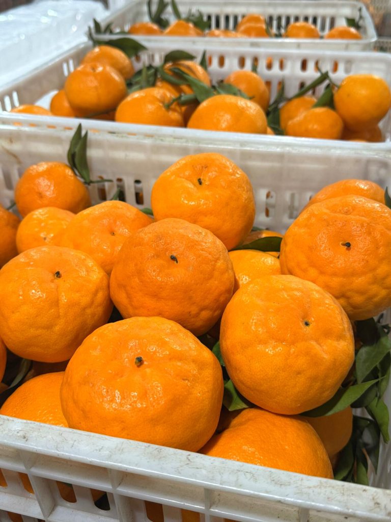Fresh Mandarin Papagan Citrus: Meeting Demand for Seasonal Citrus