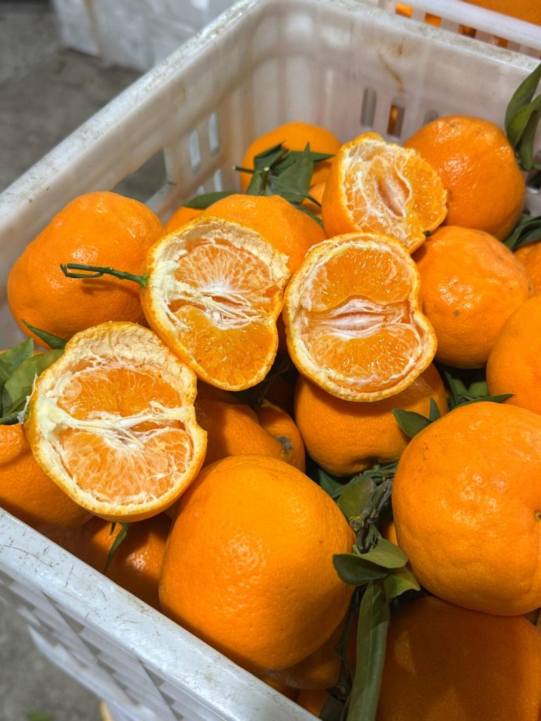Why Papagan Orange Is the Best Choice Among Winter Citrus Imports