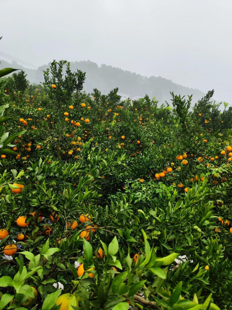 Certified Citrus Orchards in China – Guaranteeing Quality for Winter Fruit Export