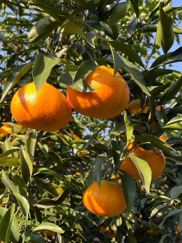 Papagan Citrus Supplier from China: High-Quality Late-Harvest Mandarins for Global Buyers