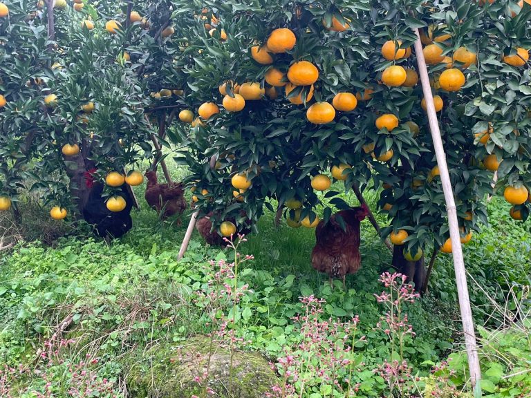 Chinese Citrus Exporter – Direct Orchard Supply for Global Wholesale