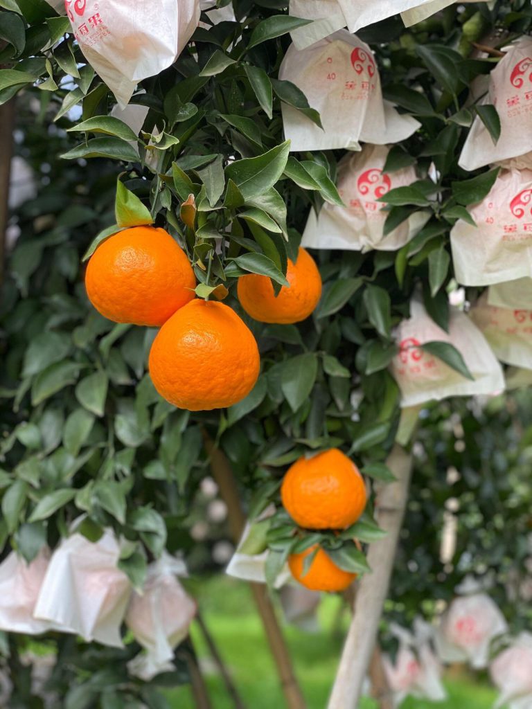 Building a Global Image with Smart Orchard Management in China