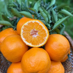 Papagan orange（Chun jian）