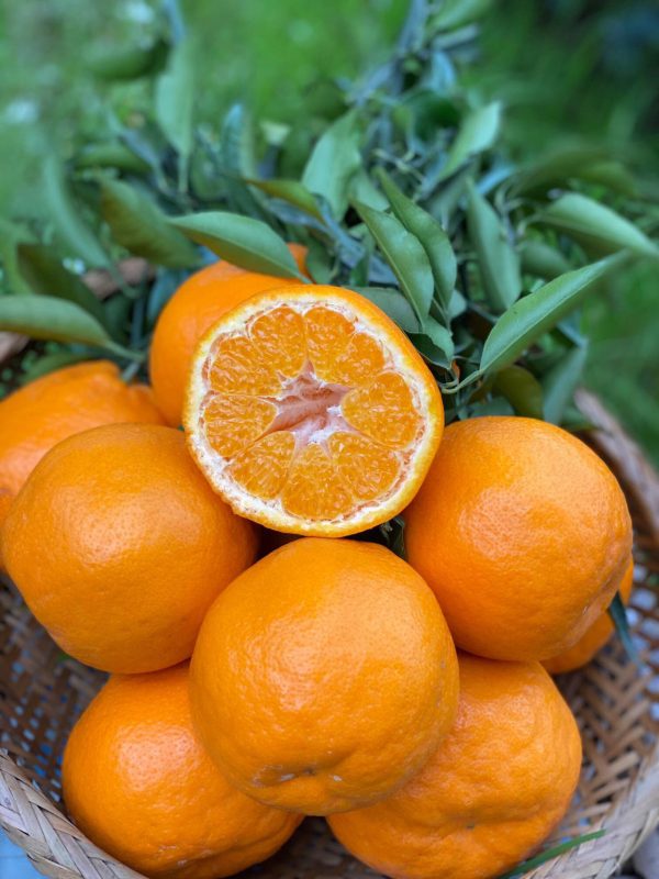 Papagan orange（Chun jian）