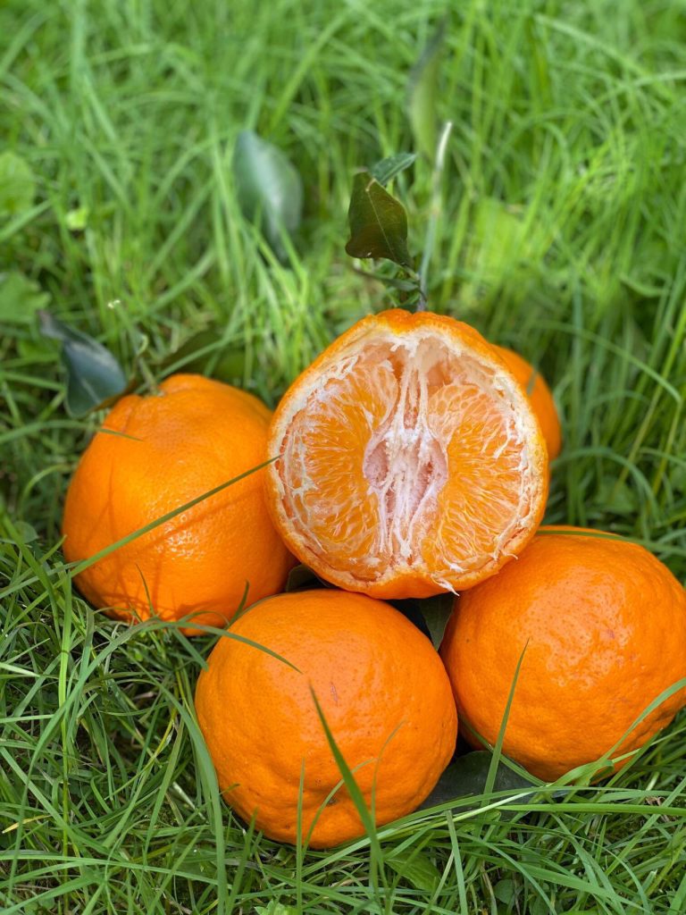 Chinese Papagan Mandarin Supplier for Supermarkets and Retail Chains