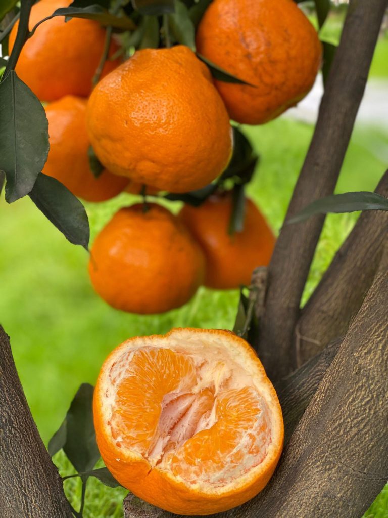 High-Quality Papagan Orange Wholesale – Best Winter Citrus Choice for Buyers