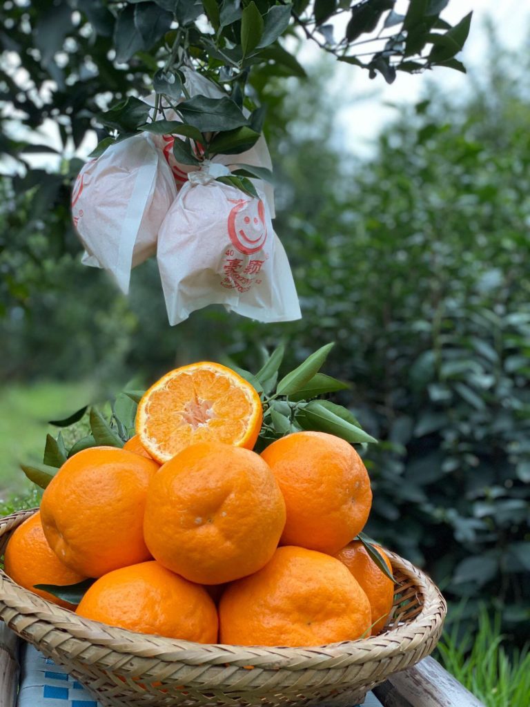 Winter Mandarin Orange Wholesale: Chun Jian Papagan for Europe