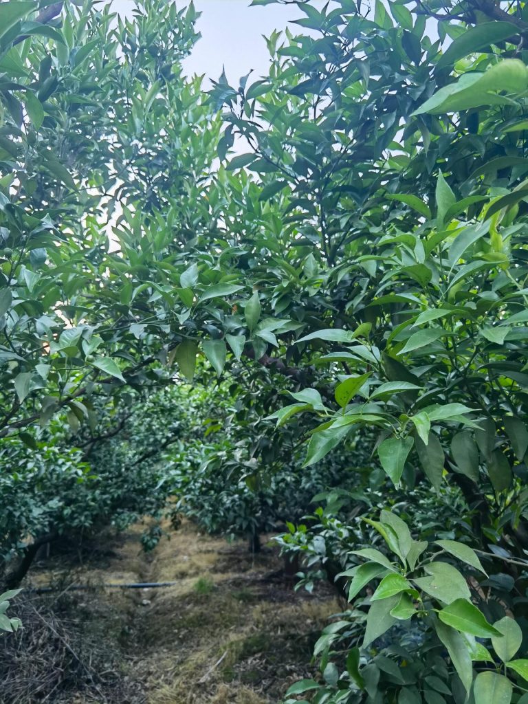 Smart Orchard Management: Balancing Technology and Tradition in Citrus