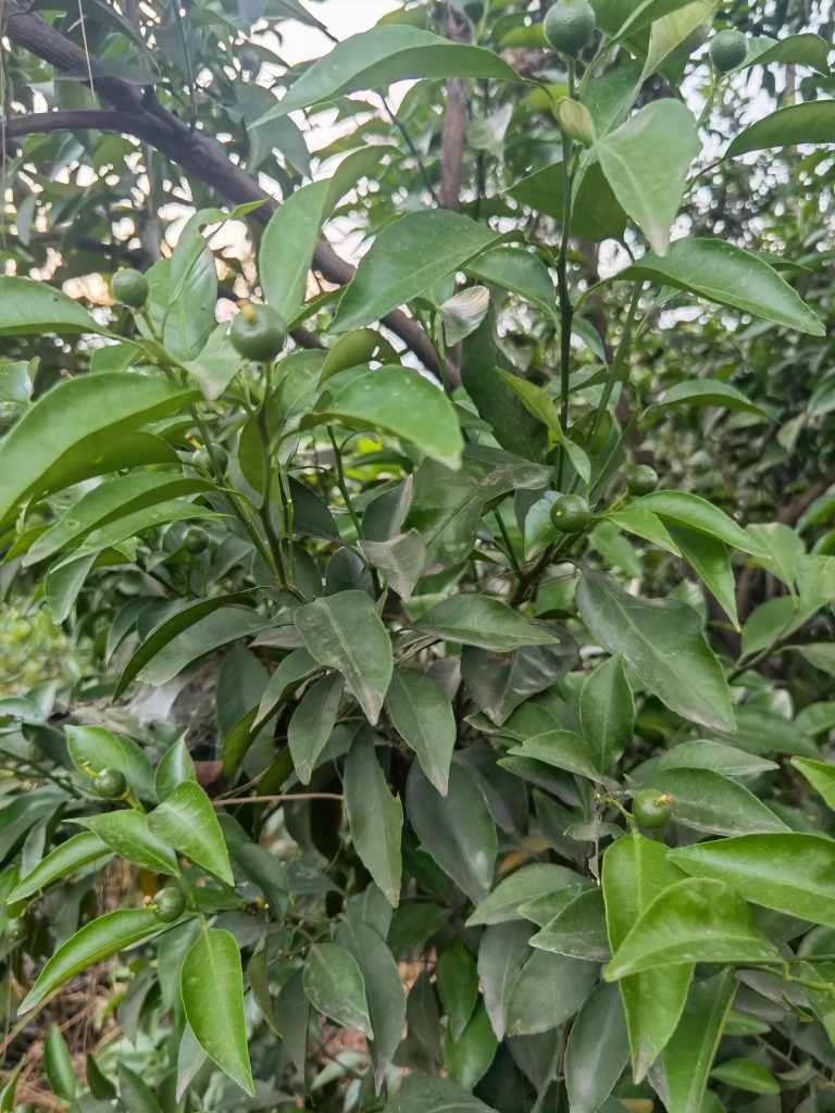 Chinese Citrus Orchard Management – Ensuring Consistent Quality for Export Markets