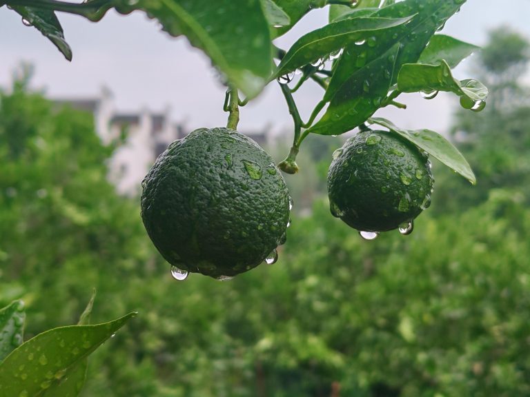 Smart Orchard Management: Sustainable Citrus Production in China
