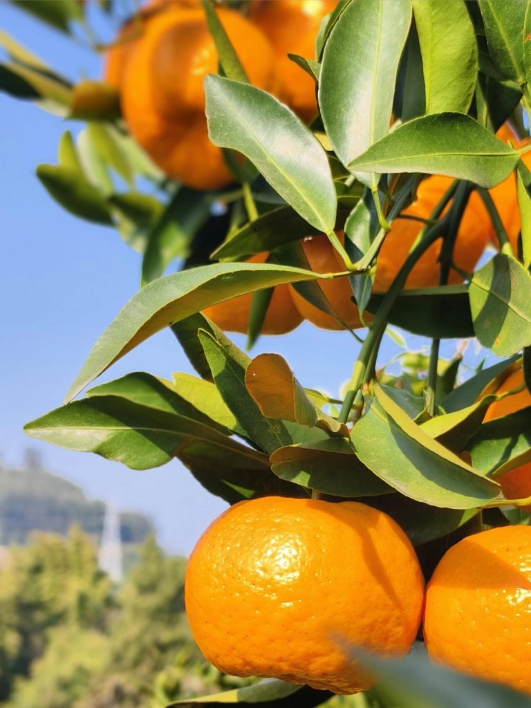 Chunjian Papagan: A Premium Late-Season Mandarin for Winter Markets