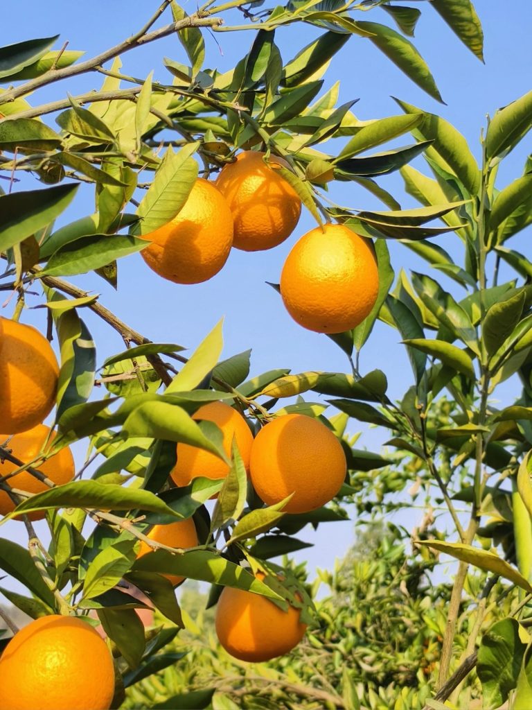 High Quality Papagan Orange: Best Choice for Winter Citrus Wholesale Markets